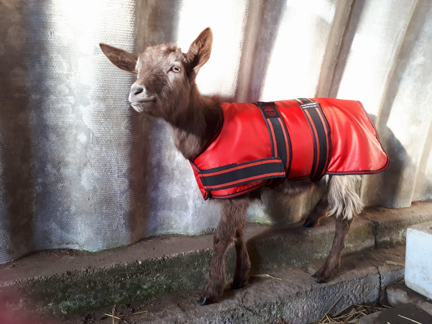 Chocolate in her new winter coat.