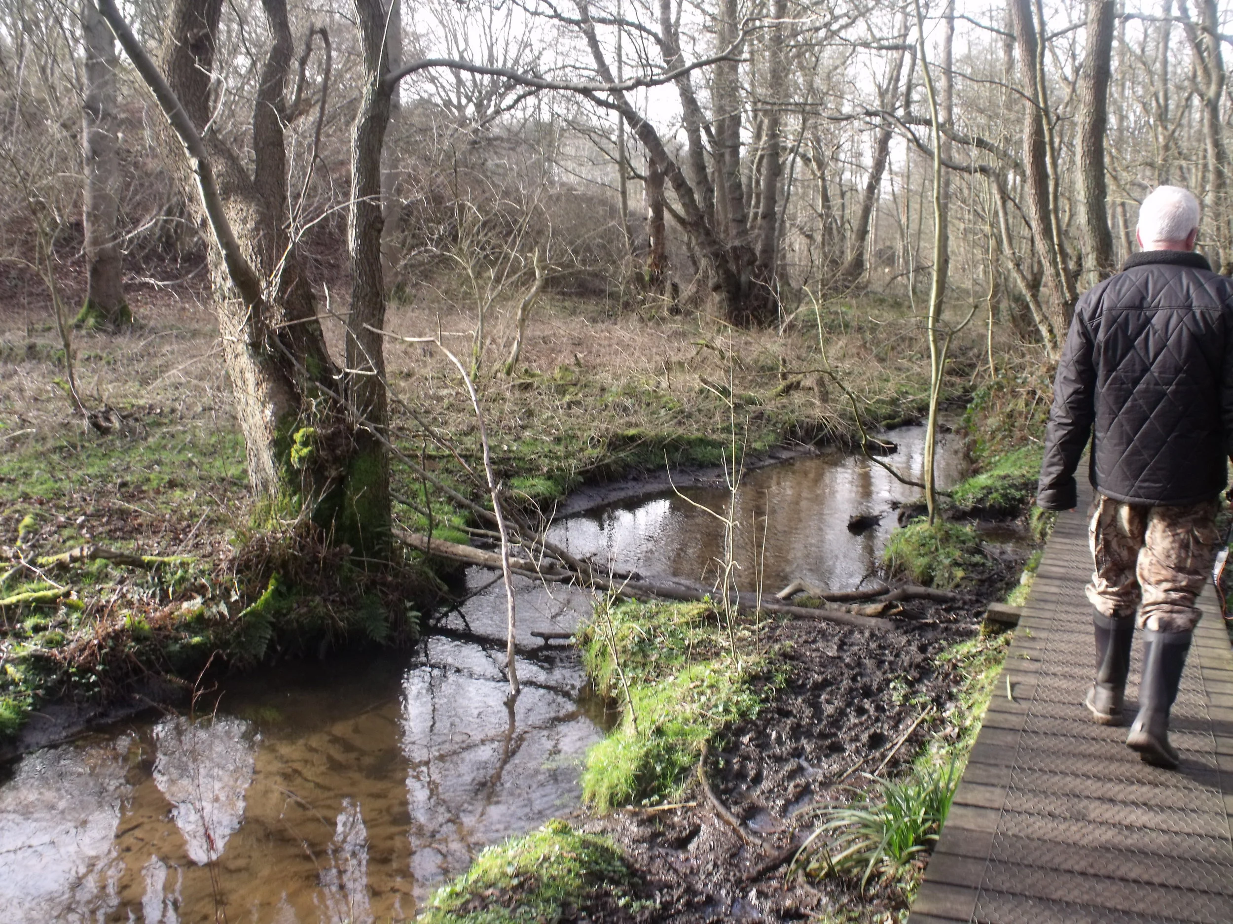 Springtime Walk in the Woods