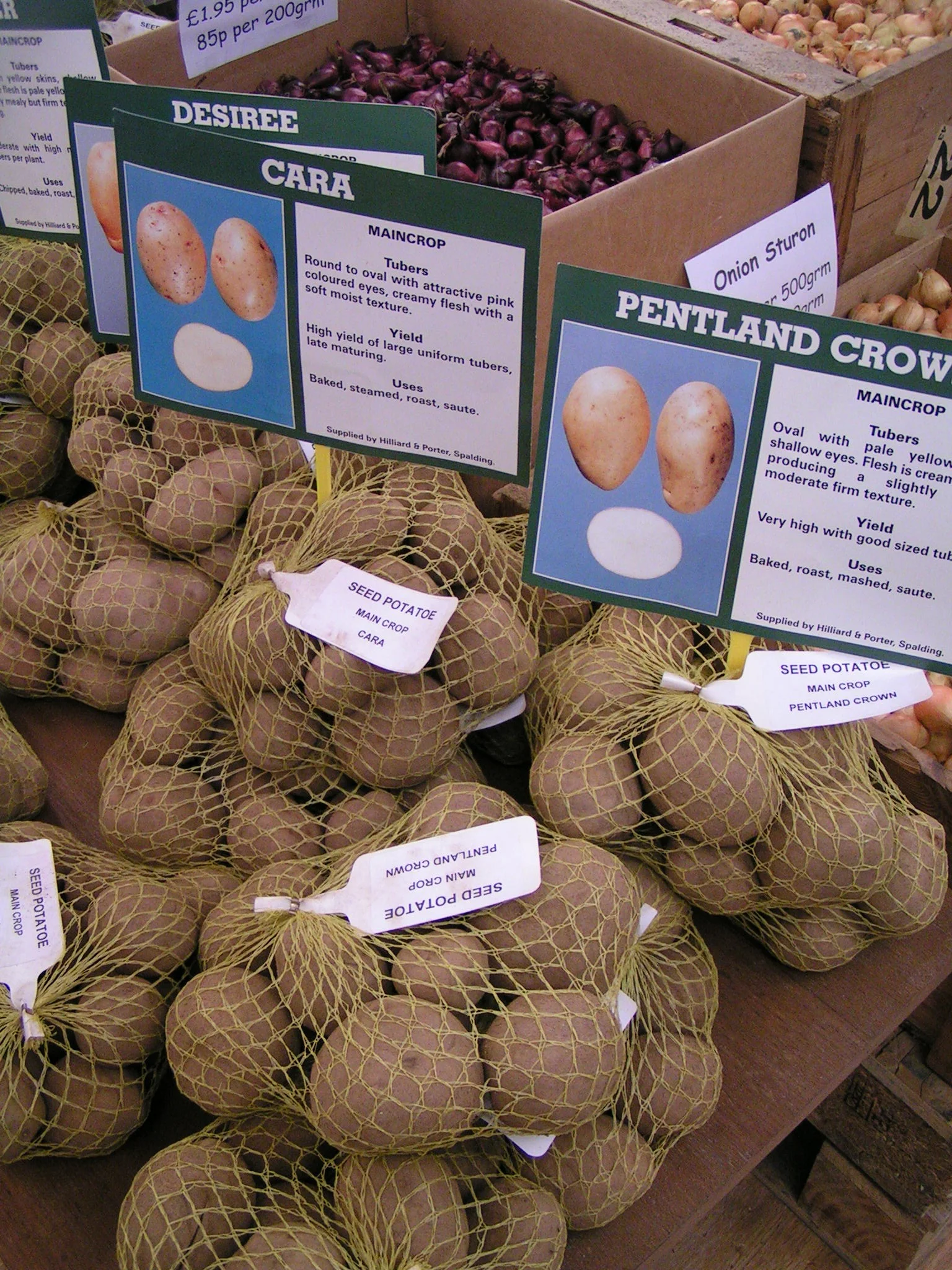 seed potatoes and onion sets, available now!