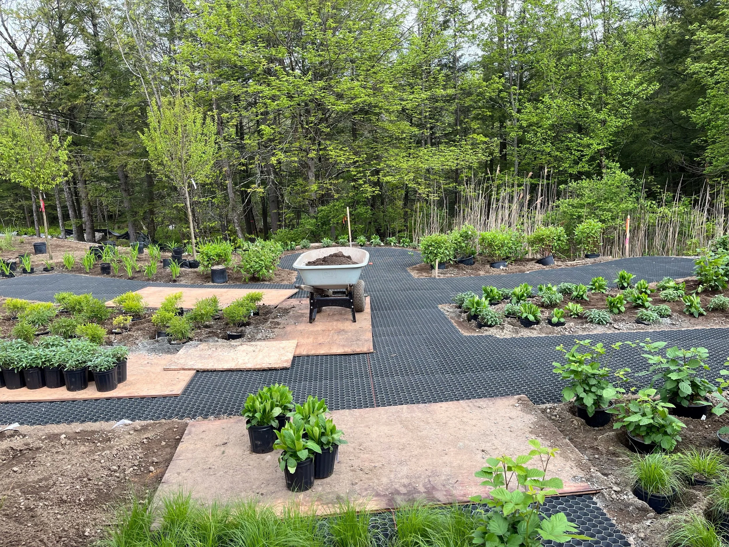 5-16-2025 CORE Install plants 5 After trim.jpg