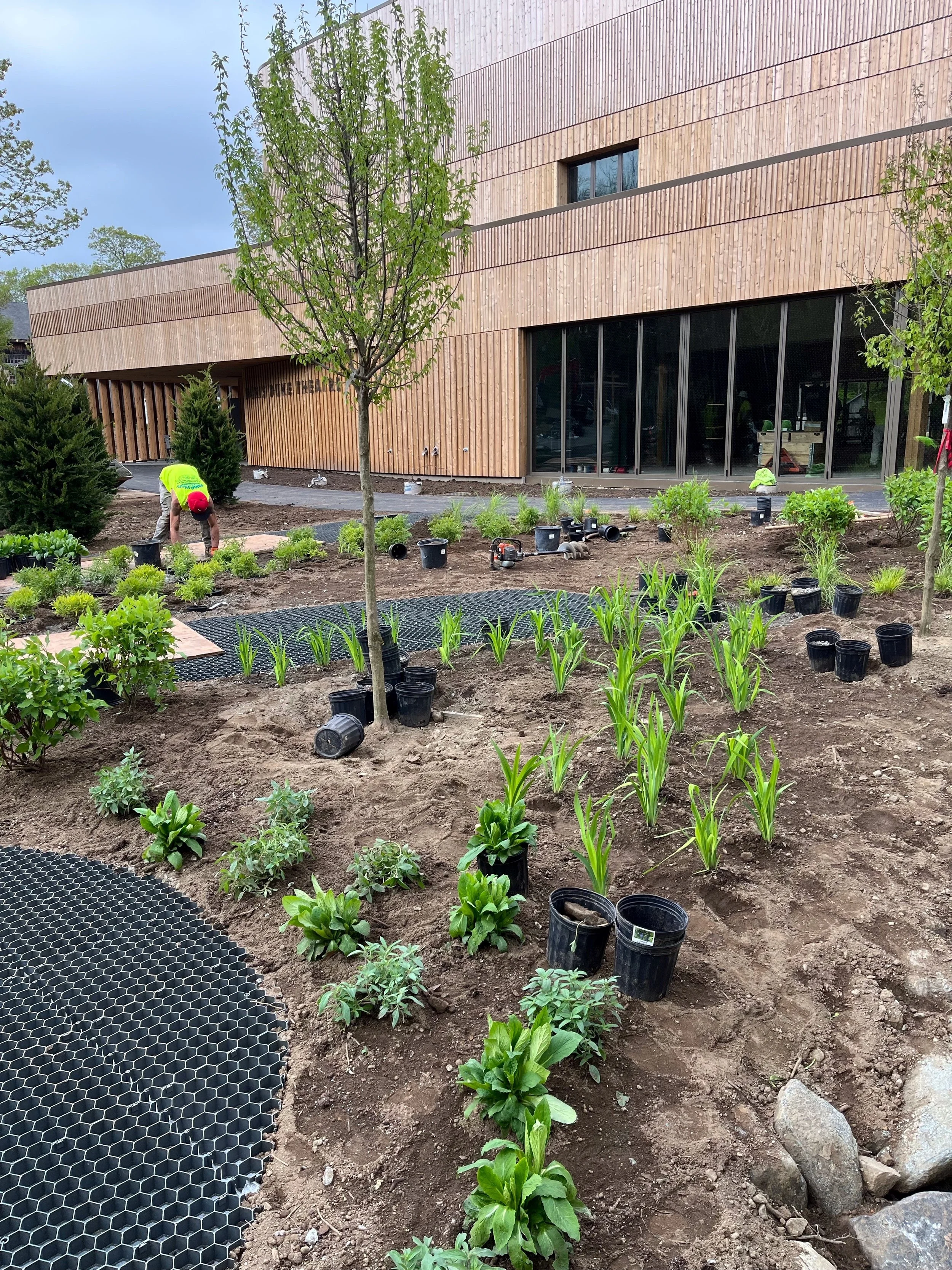 5-16-2025 CORE Install plants 2 After trim.jpg