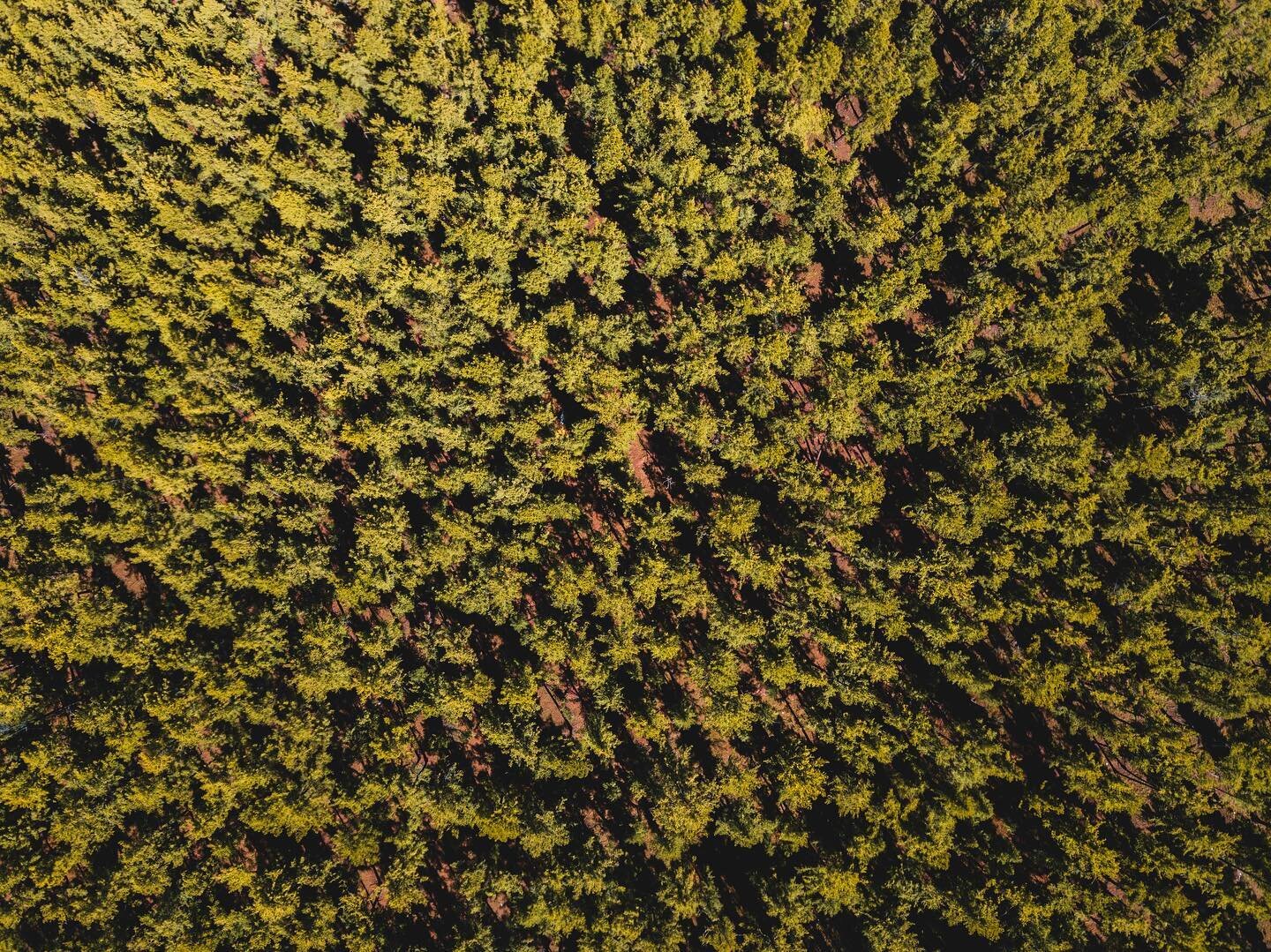 Can you spot our tents? &bull; After two and a half months on horseback we headed into the forest on foot. Our campsite was pristine, beautiful pine as far as the eye can see. It wasn&rsquo;t long through before the sickness set in. We still don&rsqu