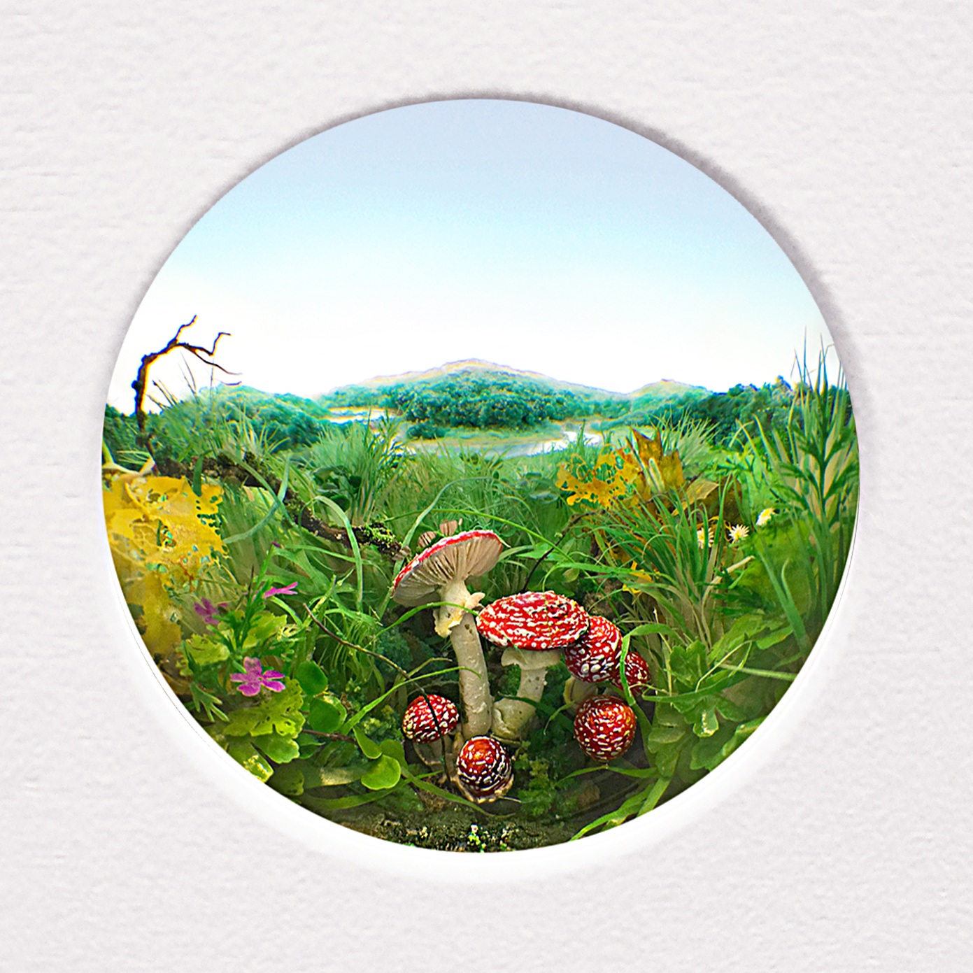Fly Agaric Cluster