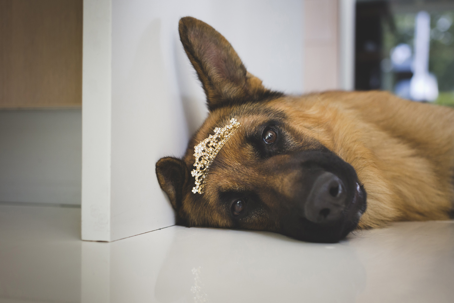 Funny Wedding photo dog by wedding photographer Valdur Rosenvald