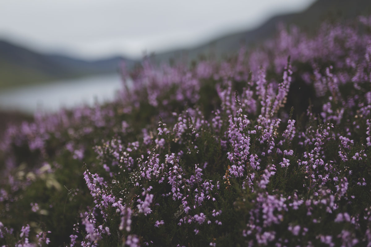 pulmafotod-082-scotland-destination-wedding.jpg
