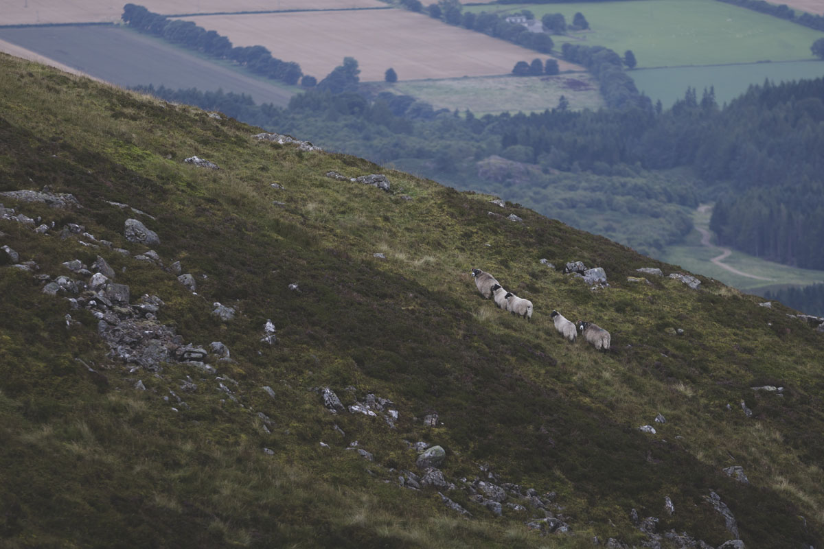 pulmafotod-101-scotland-destination-wedding.jpg