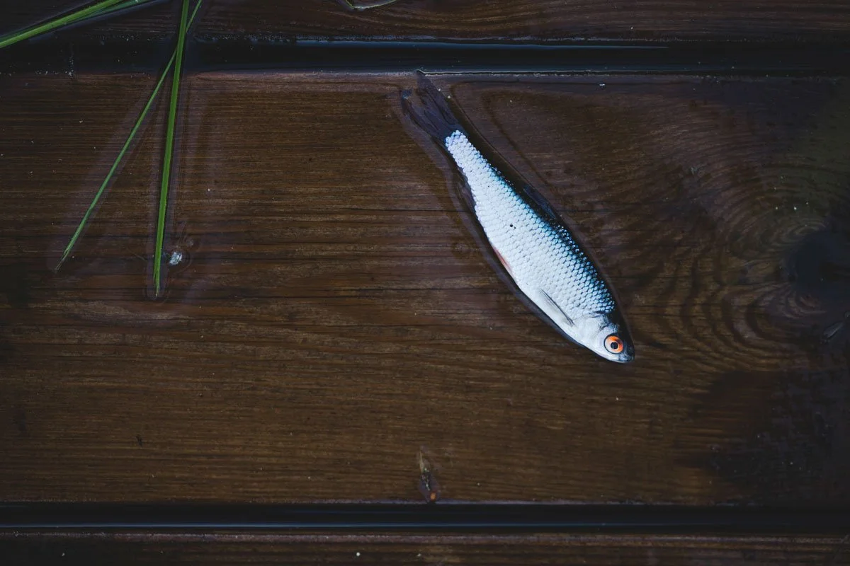 Pulmafotod-174-pulmafotograaf-valdur-rosenvald-parim pulmafotograaf eestis.jpg