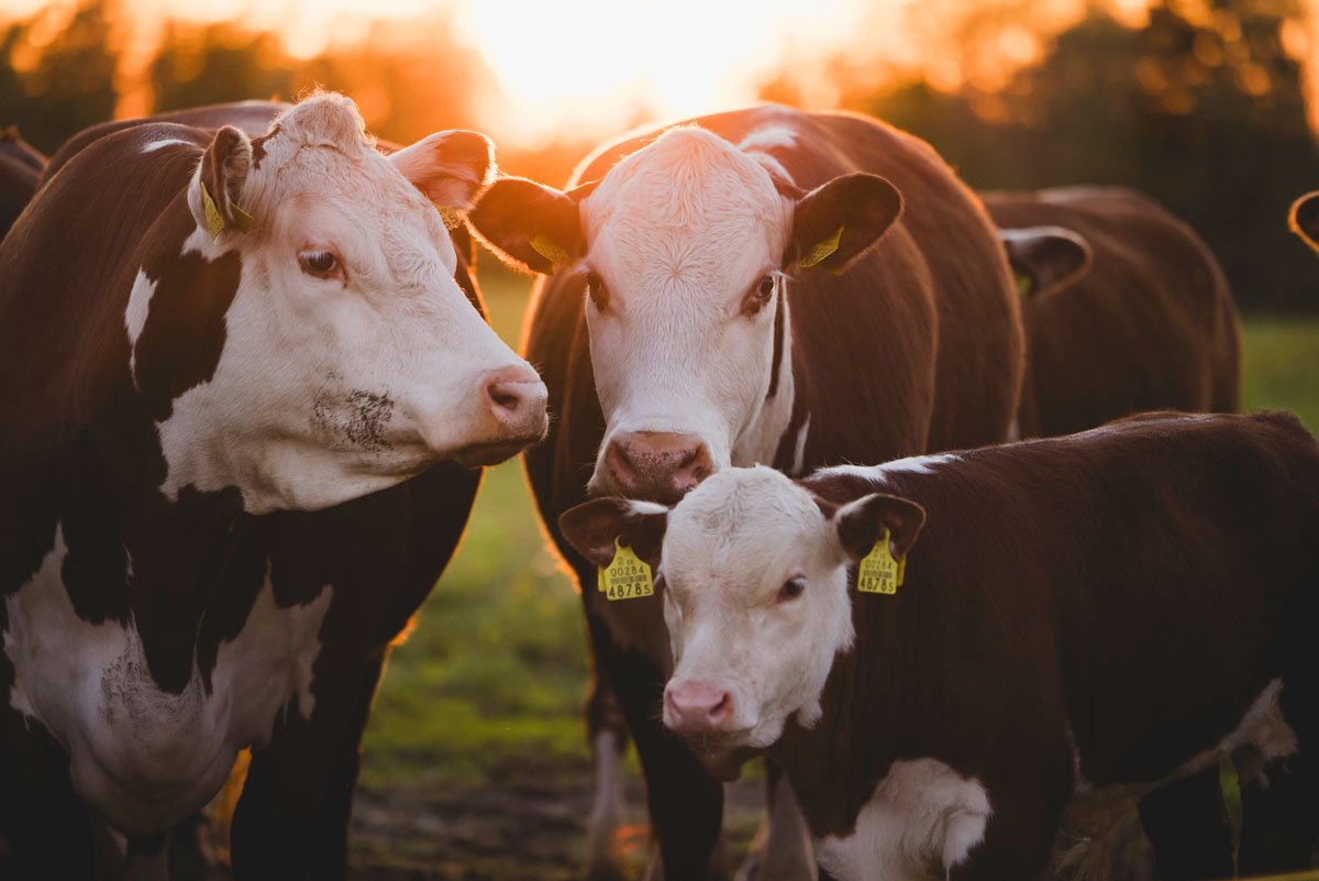 Pulmafotod-249-pulmafotograaf-valdur-rosenvald-unistuste pulmad.jpg