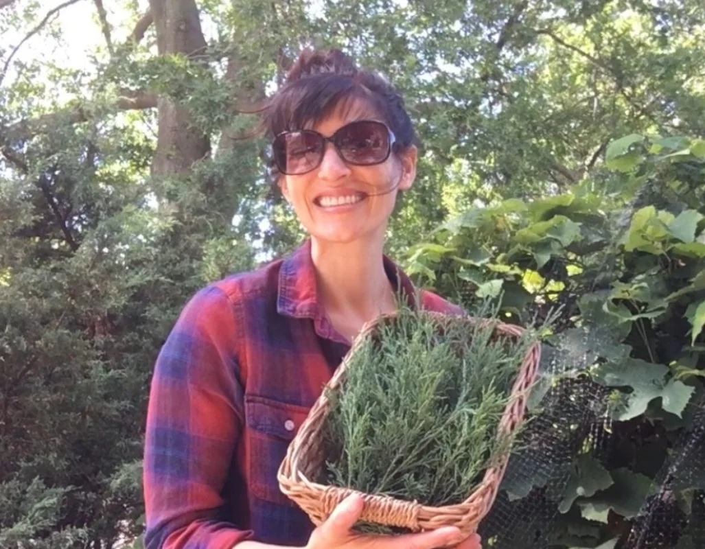 Juniper tip harvest