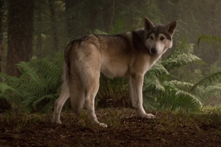 nymeria.w710.h473.jpg