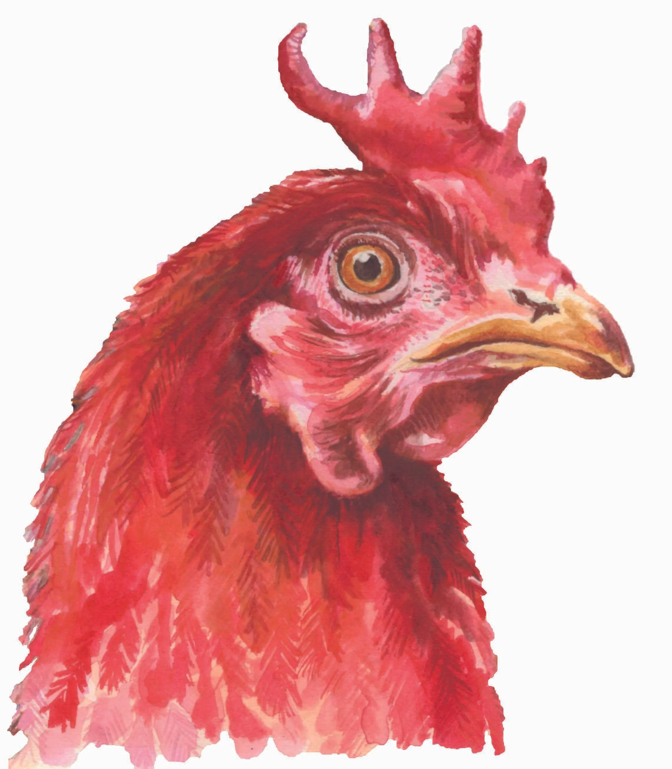 red hen no bkgd2.jpg