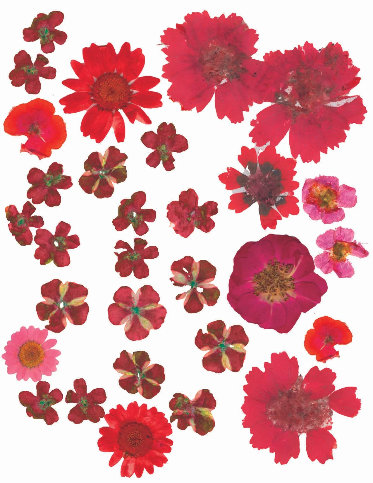GHF39 Red front.jpg