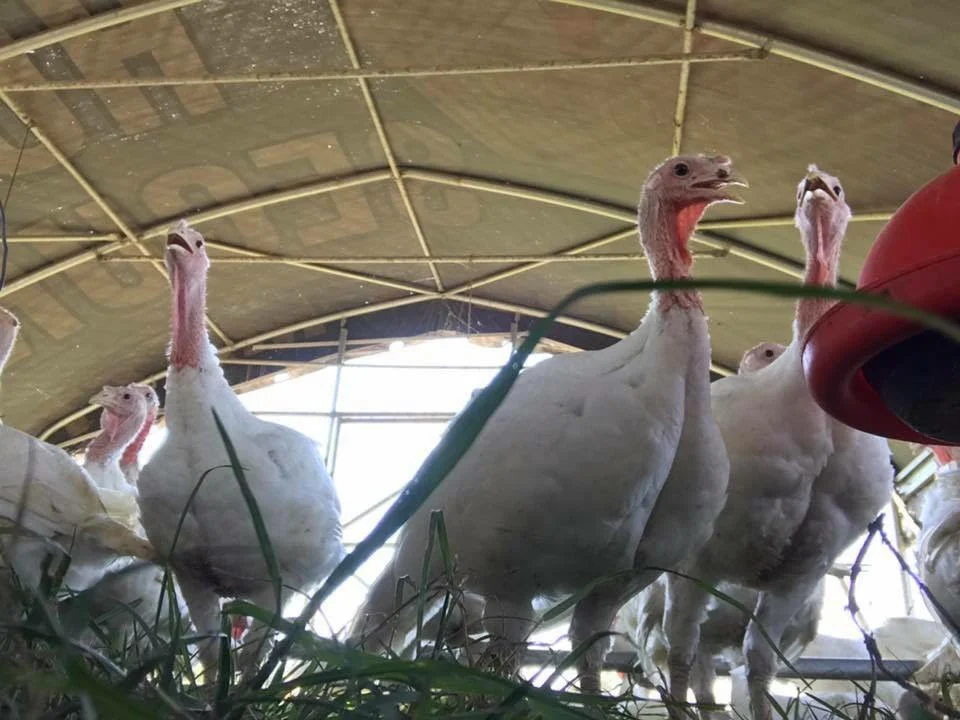 farm4.jpg