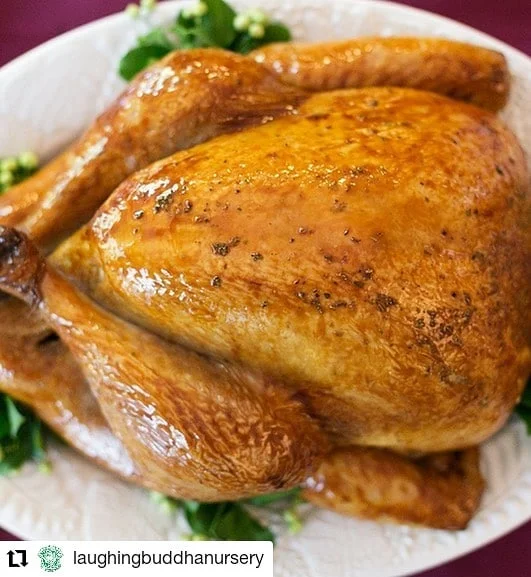 #Repost @laughingbuddhanursery
&bull; &bull; &bull; &bull; &bull; &bull;
You asked and we&rsquo;re making it happen!
.
Turkeys from @gpfarmsla will be in next week. There is a link in our bio for the pre order form for pick up at the shop in Metairie