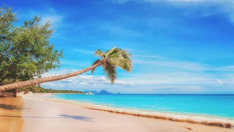 Paradise-800x450.jpg