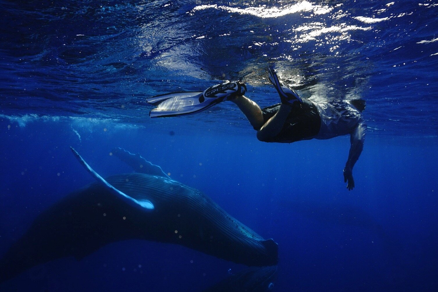 Supporting Climate Action for my Mother, my Children, and the Whales