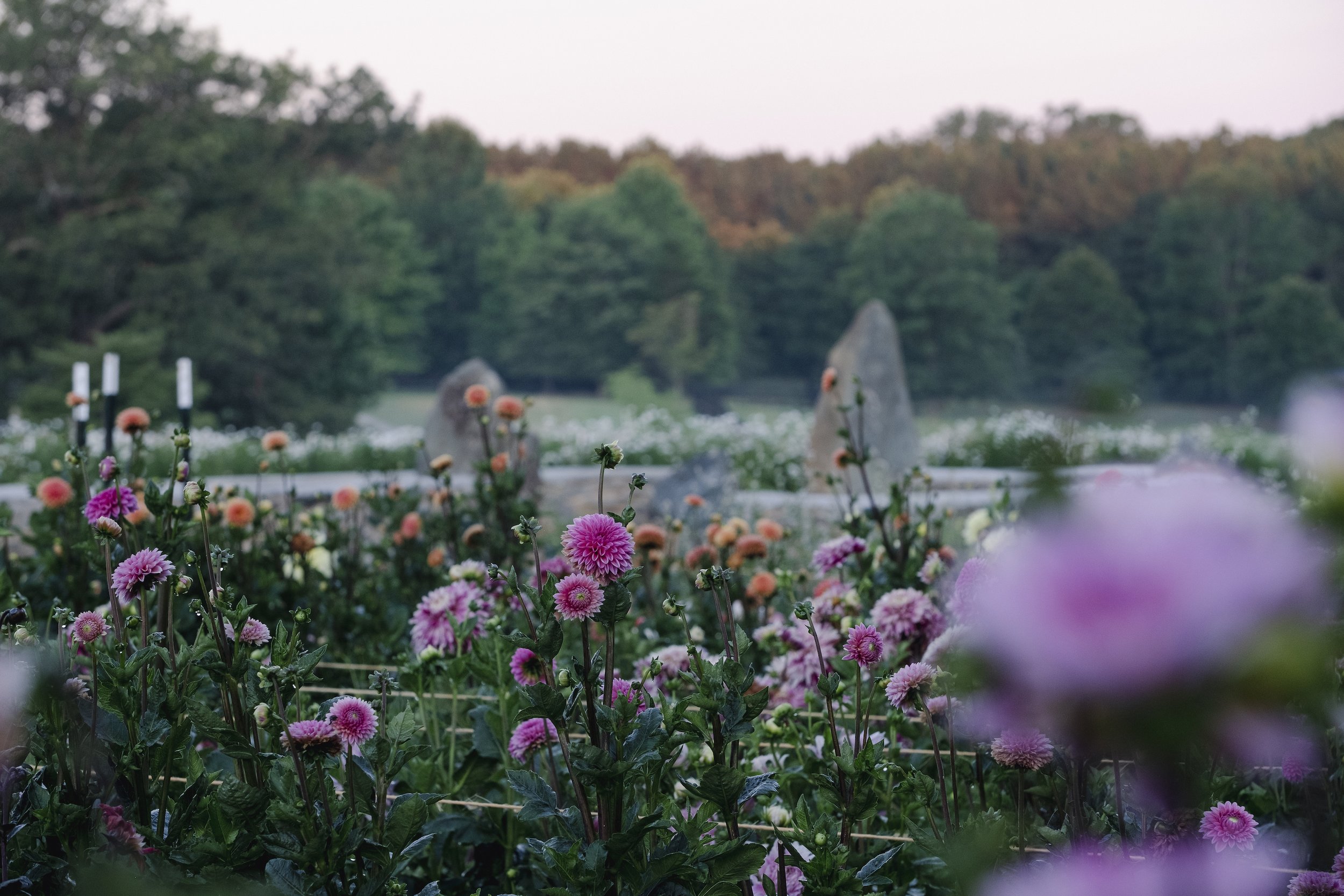 flowers stone circle.jpg