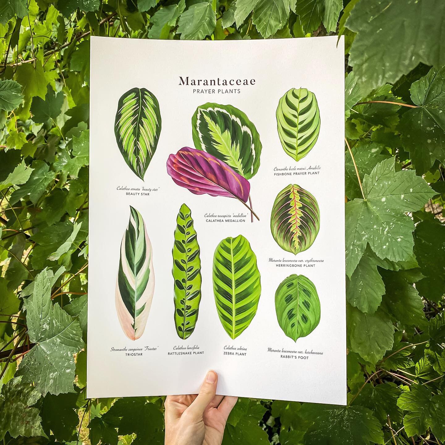 🌿 Only a handful of these A3 and A4 gicl&eacute;e prints in stock 🌿
.
Eight gouache illustrations of leaves from the Marantaceae family, commonly known as &lsquo;prayer plants&rsquo; since their leaves tend to fold together at night (like praying h