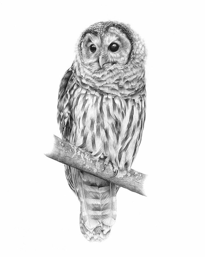 It&rsquo;s International Owl Awareness Day! 🦉 Did you know that many owl species have asymmetrical ear openings to better pinpoint the distance and direction of a sound? The ear openings, which are hidden beneath the feathers that surround the owl&r
