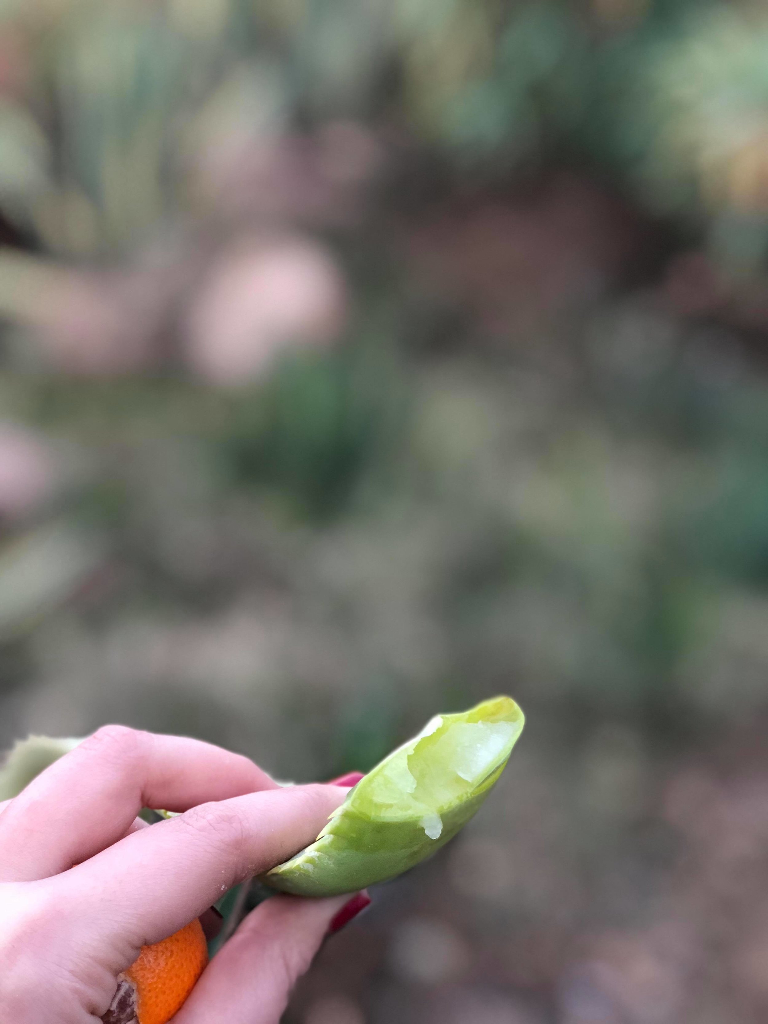 Aloe vera from the garden - Eco kasbah