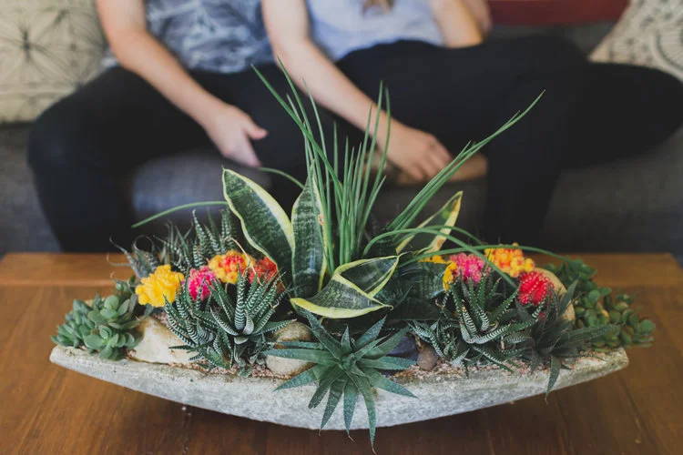O'Berry's Succulents. Photo by Bridge + Bloom.