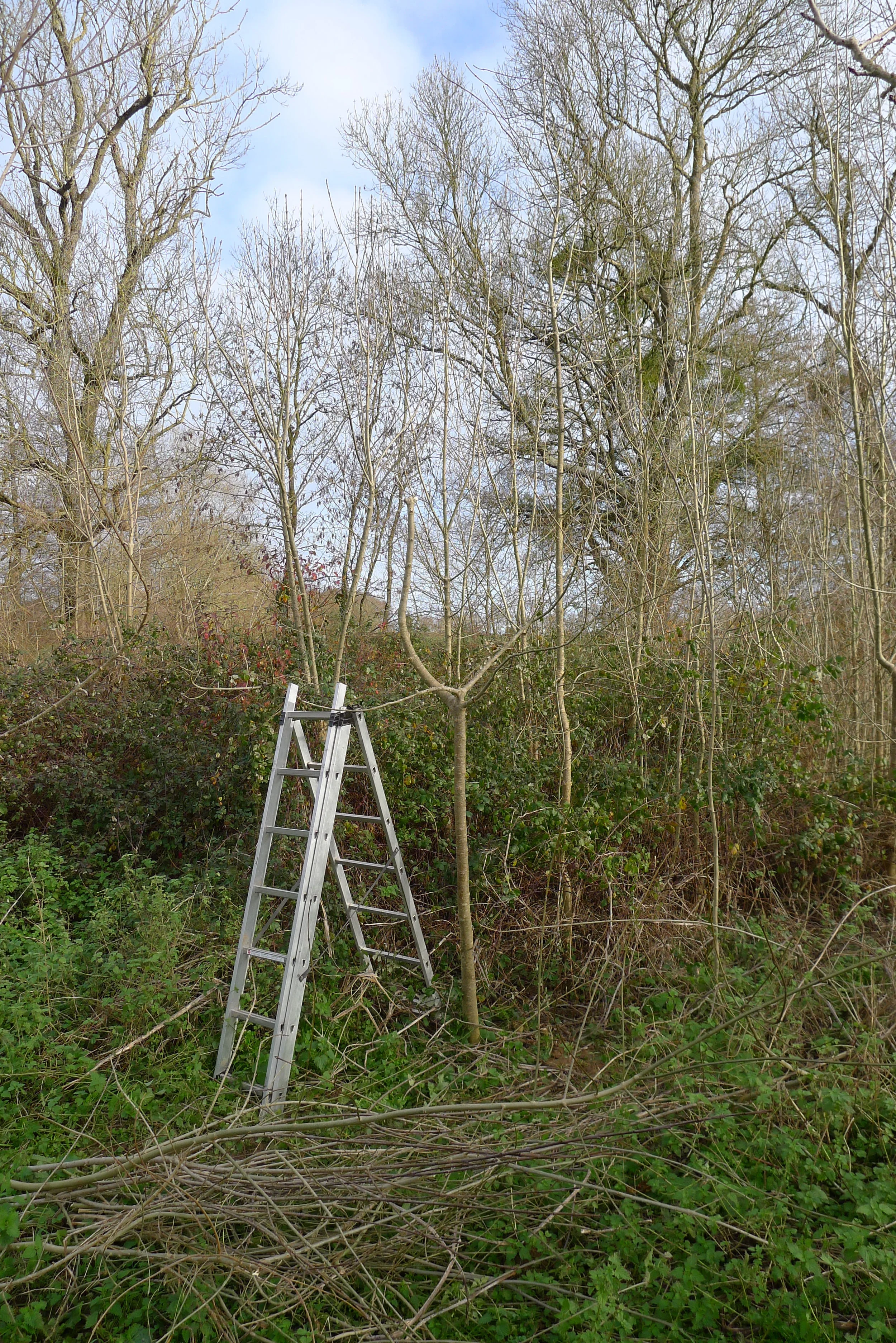 Dancing Tree being pollarded