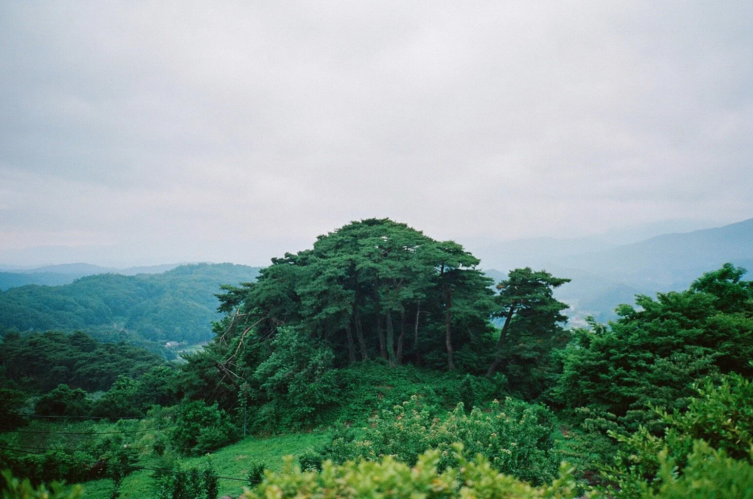 Contax T2, Portra 400