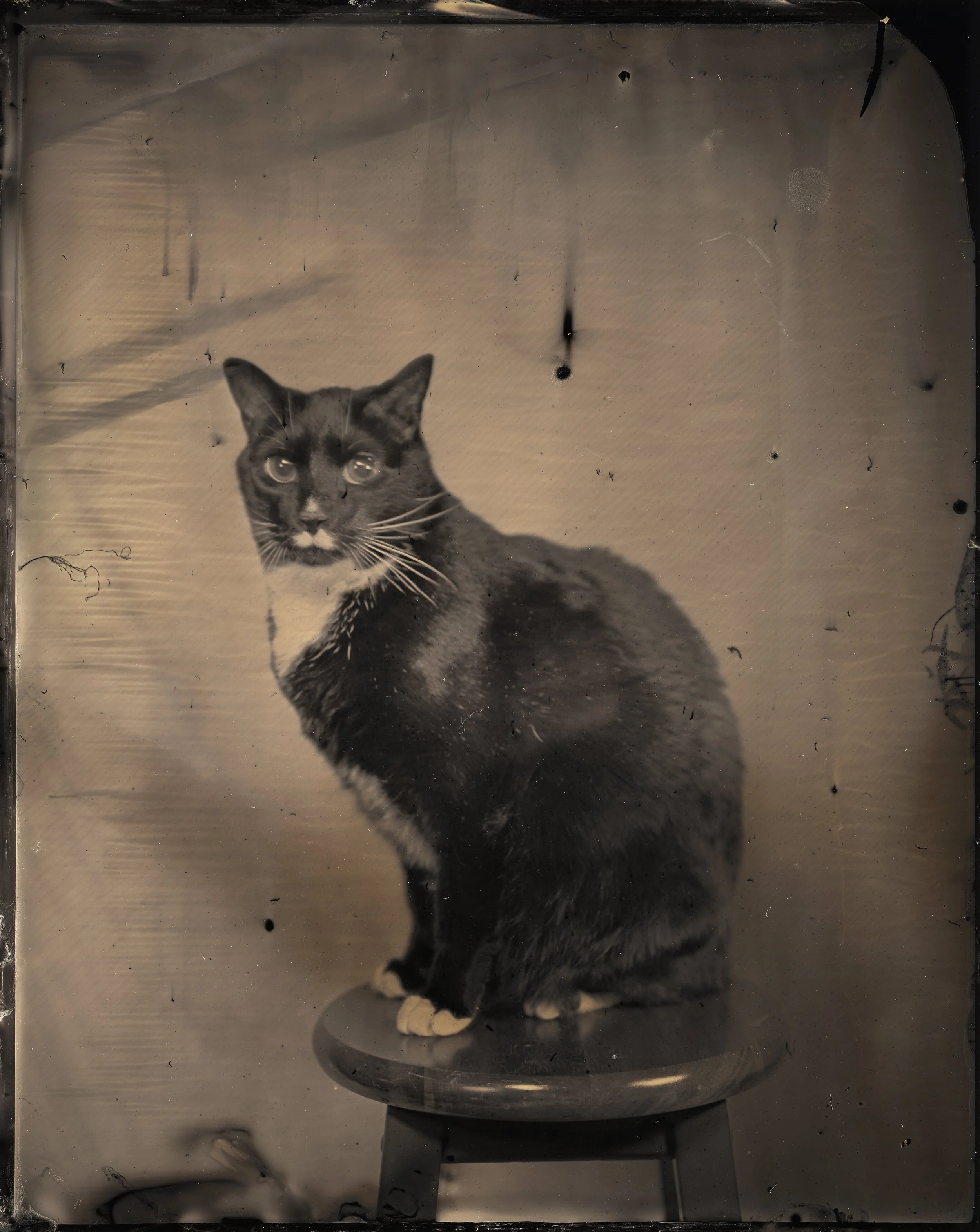 Tintype January 26 6.jpeg