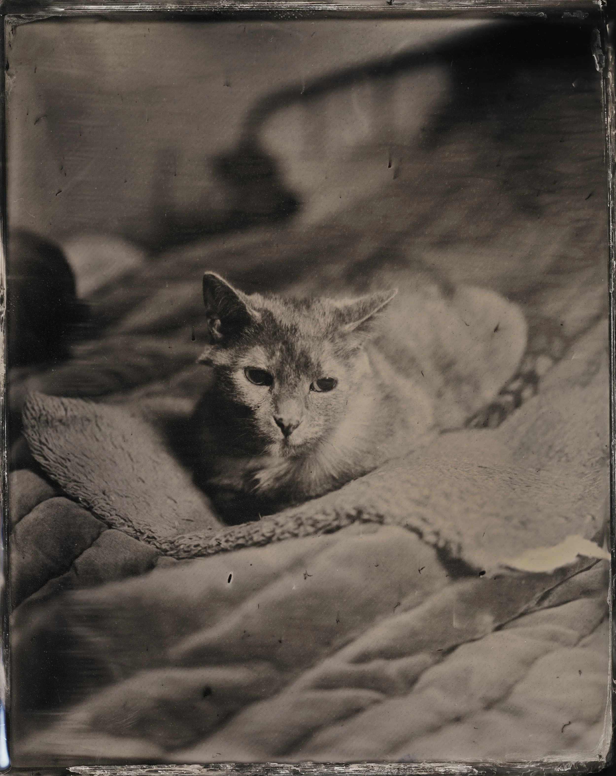 Tintype Feb 23 1.jpeg