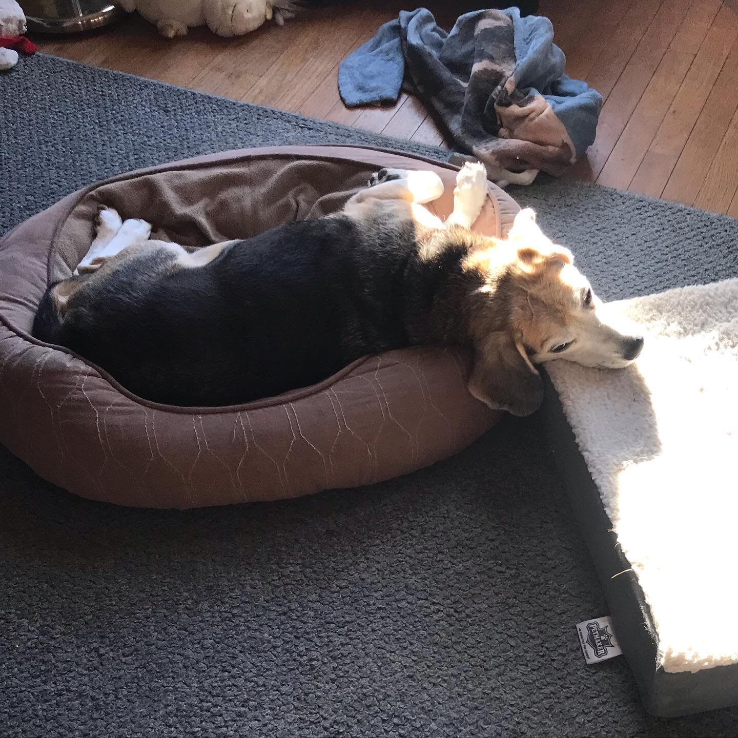 Pro tip: Use one bed as a pillow for another bed. (He has a total of three beds in this room alone.) #beaglesofinstagram #dogsofinstagram