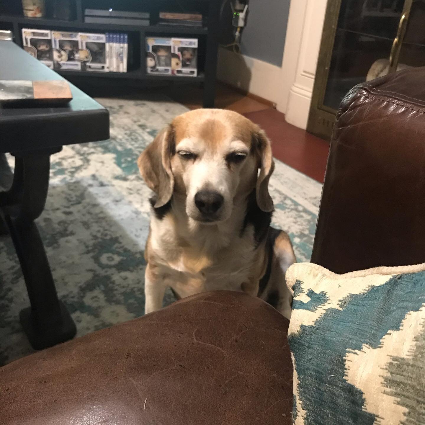 Begging for snacks is sleepy work. #beaglesofinstagram