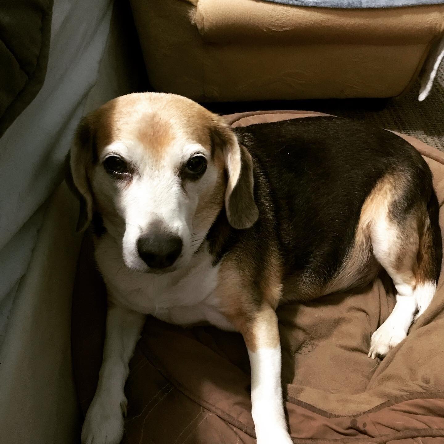 TFW you tear your ACL and you&rsquo;re high on gabapentin. #beaglesofinstagram