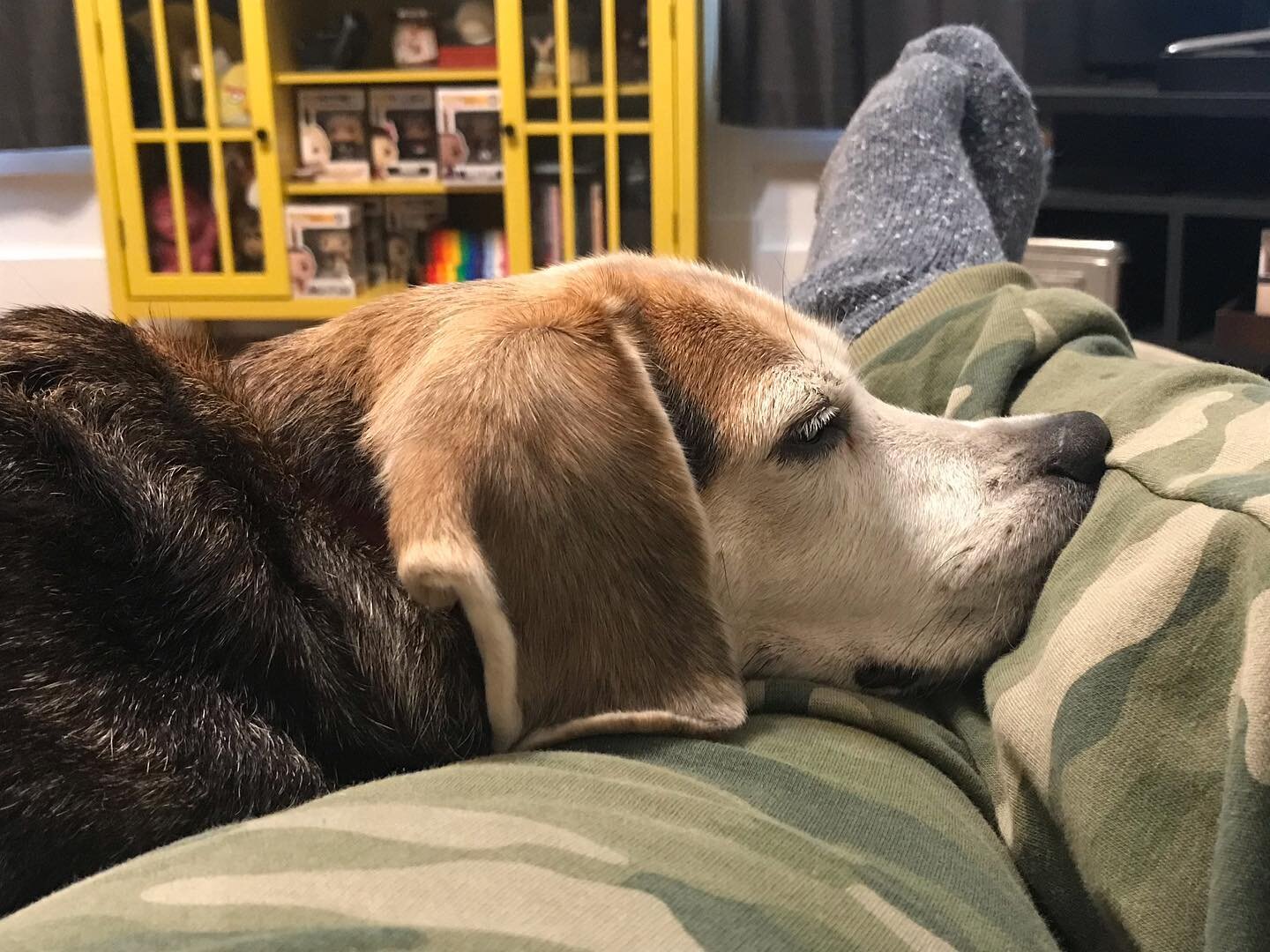 Smoosh. #beaglesofinstagram #dogsofinstagram