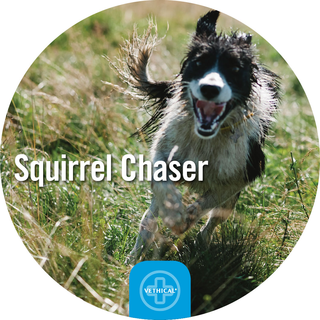 Squirrel-Chaser.jpg