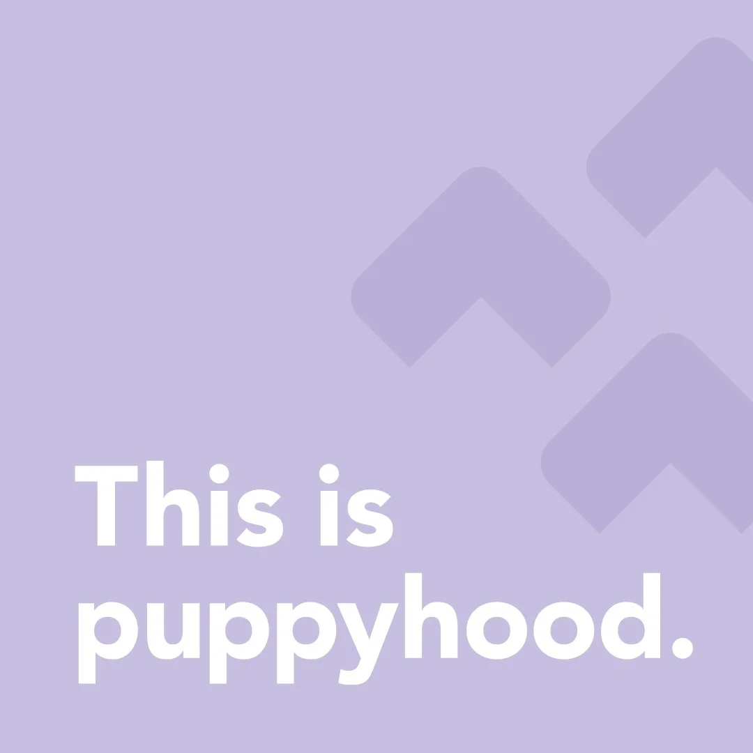 VCA Animal Hospitals Pediatrics Consumer Video