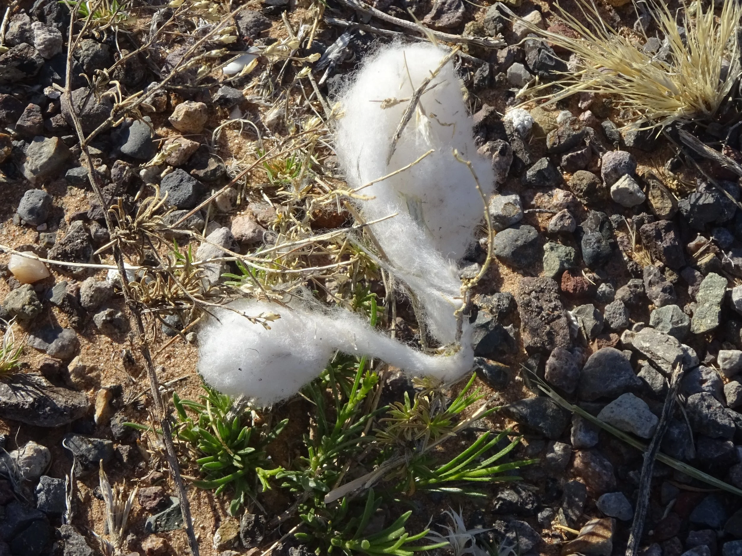 Day 16 Columbus, NM to El Paso, TX — Cathy's Cycling Capers