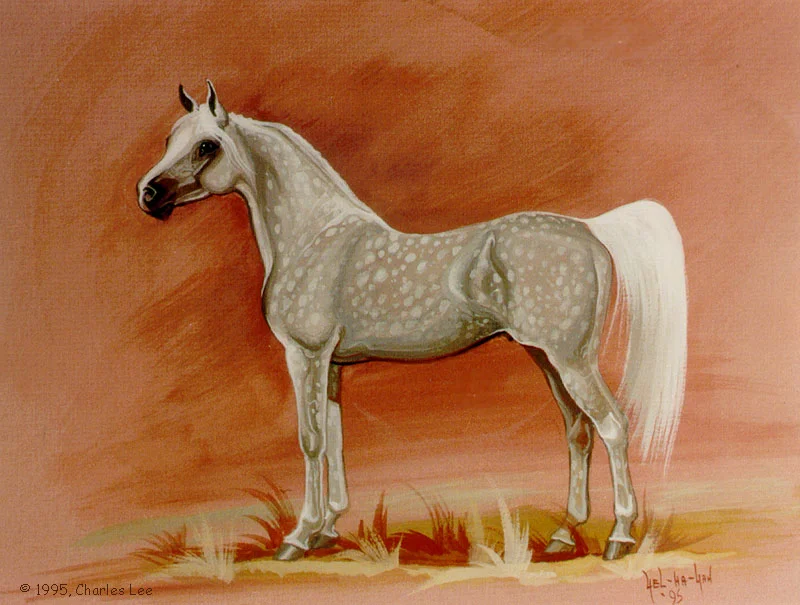  From 1995, this gorgeous dapple horse gives a hint to the vast variety of wild horses to be found on the Navajo Reservation.  