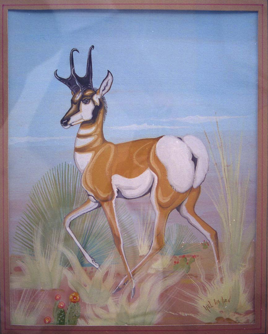 Pronghorn.jpg