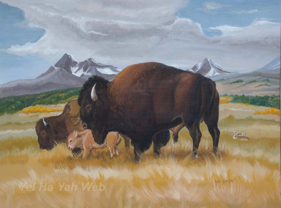 BisonHerd.jpg