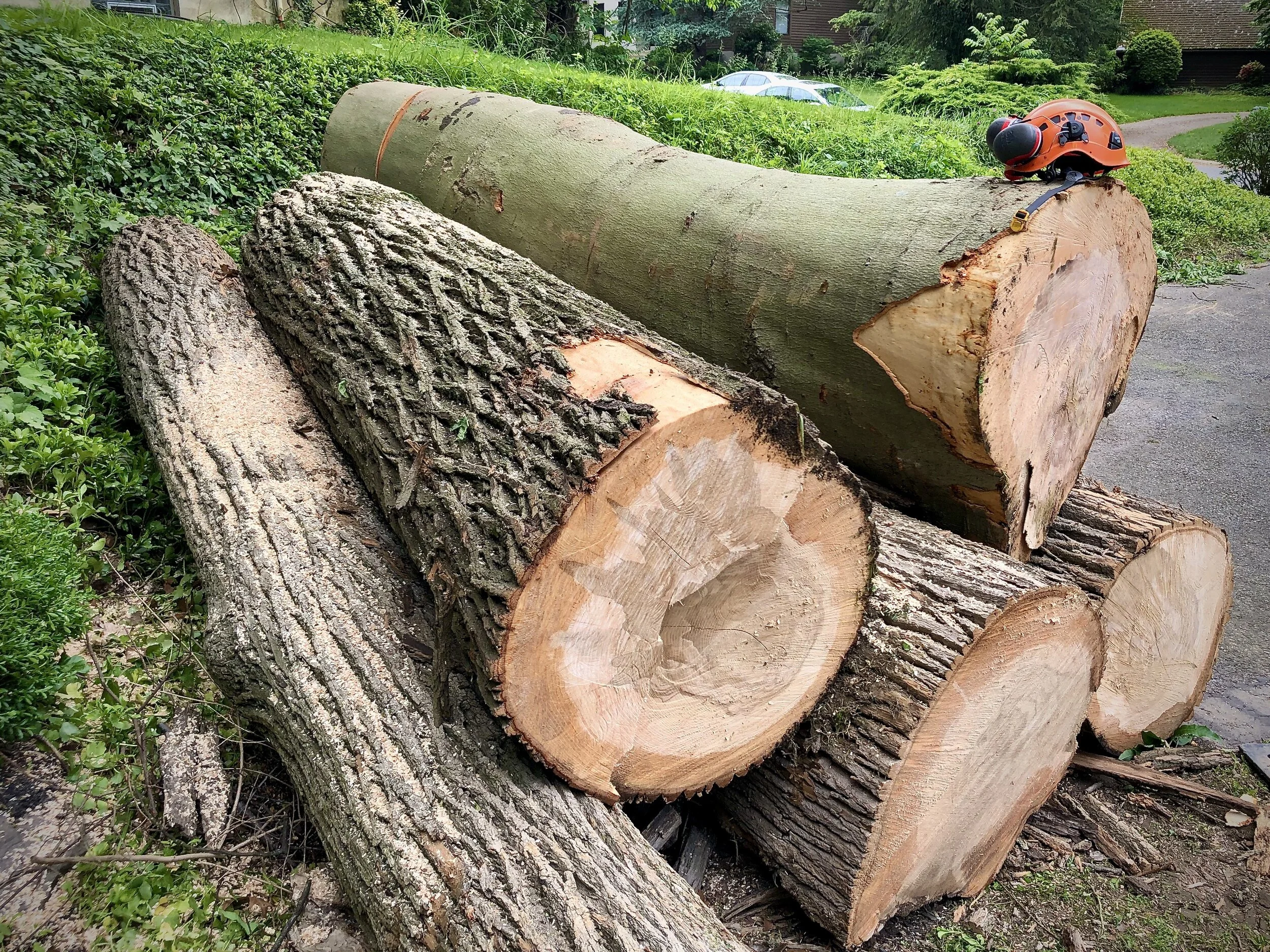 Tree to Lumber - Milling Logs with a Bandsaw Mill
