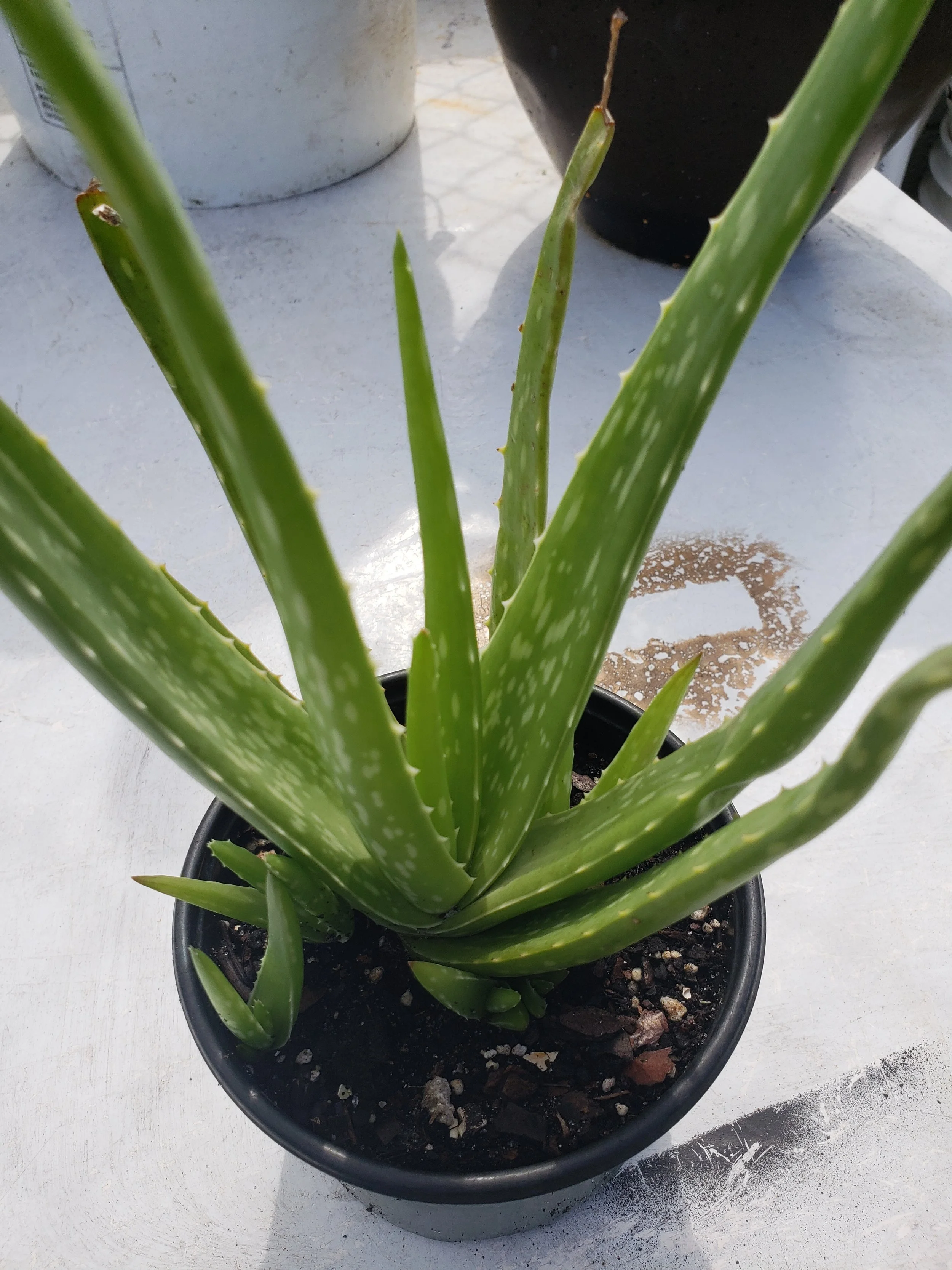 Aloe Vera Plant — Project LIFT