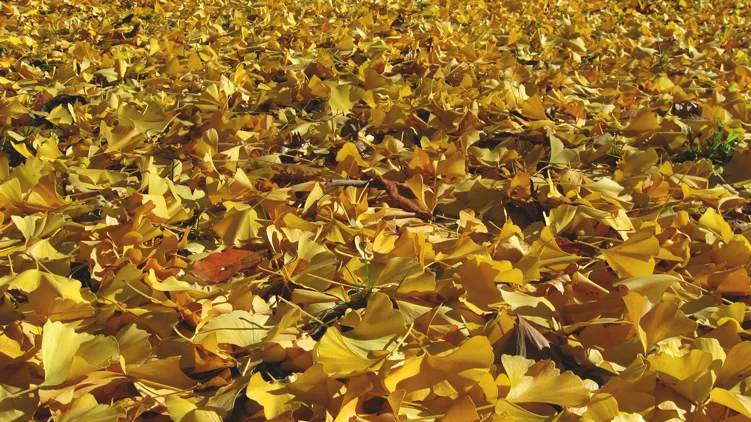 Ginkgo Leaves | New York, NY | 2009