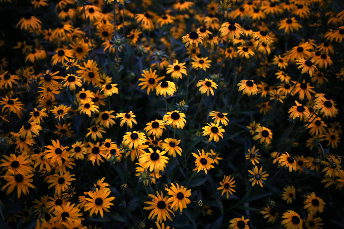Daisies | Lynchburg, VA | 2017