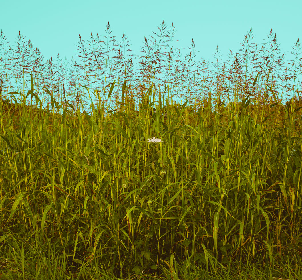 The Edge of the Cornfield | St Joy, VA | 2018