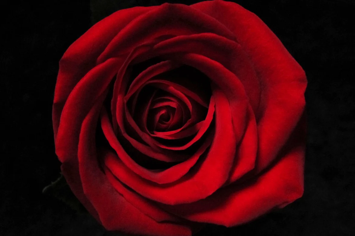Red Rose | New York, NY | 2011