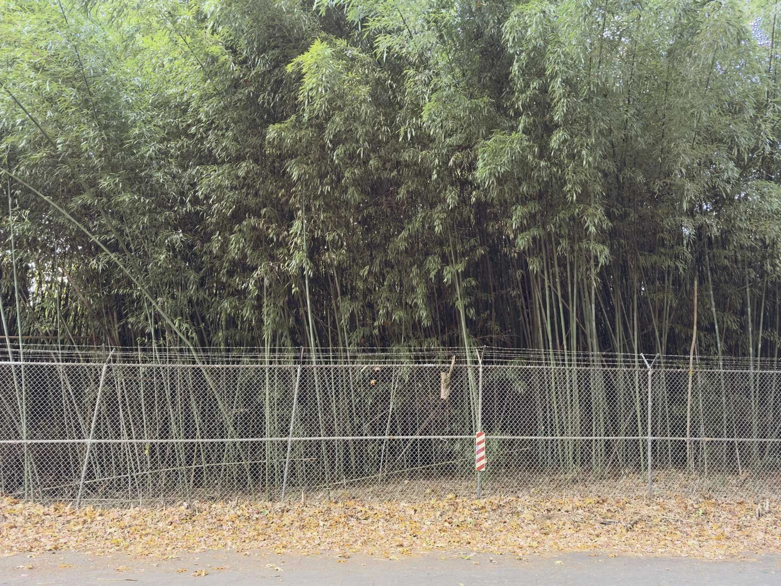 Bamboo | Baltimore, MD | 2025