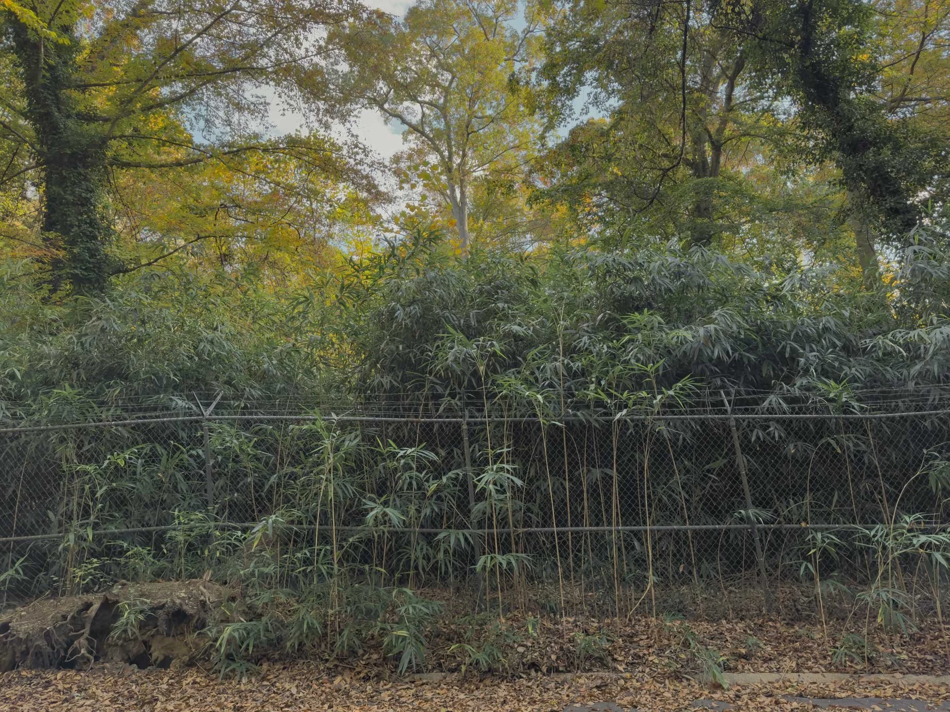 Behind the Zoo | Baltimore, MD | 2025