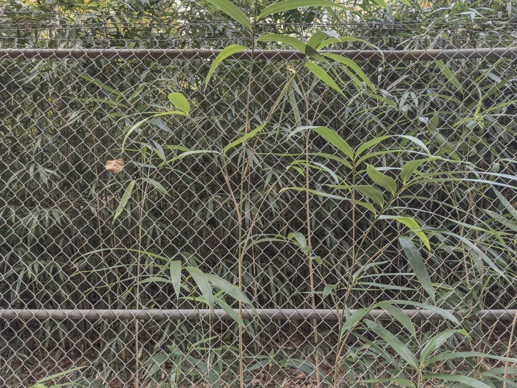 Linked | Baltimore, MD | 2025