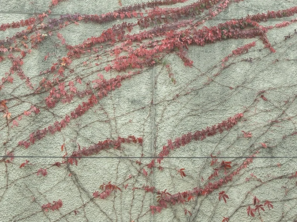 Old Vines New Vines | Baltimore, MD | 2025