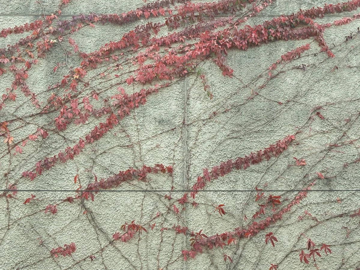 Old Vines New Vines | Baltimore, MD | 2025